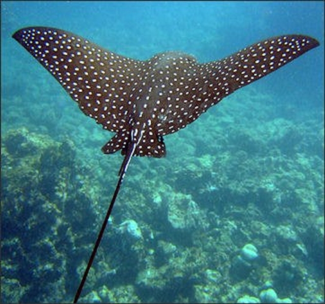  Snorkel with manta rays 